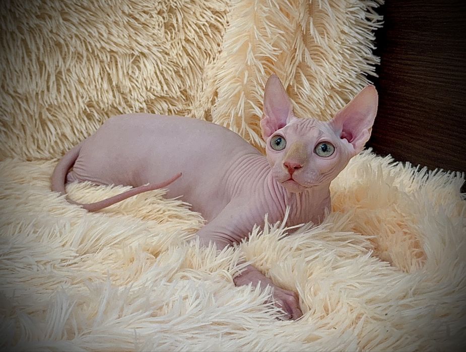 Клубный мальчик Канадский сфинкс, родословная WCF, доставка заграницу