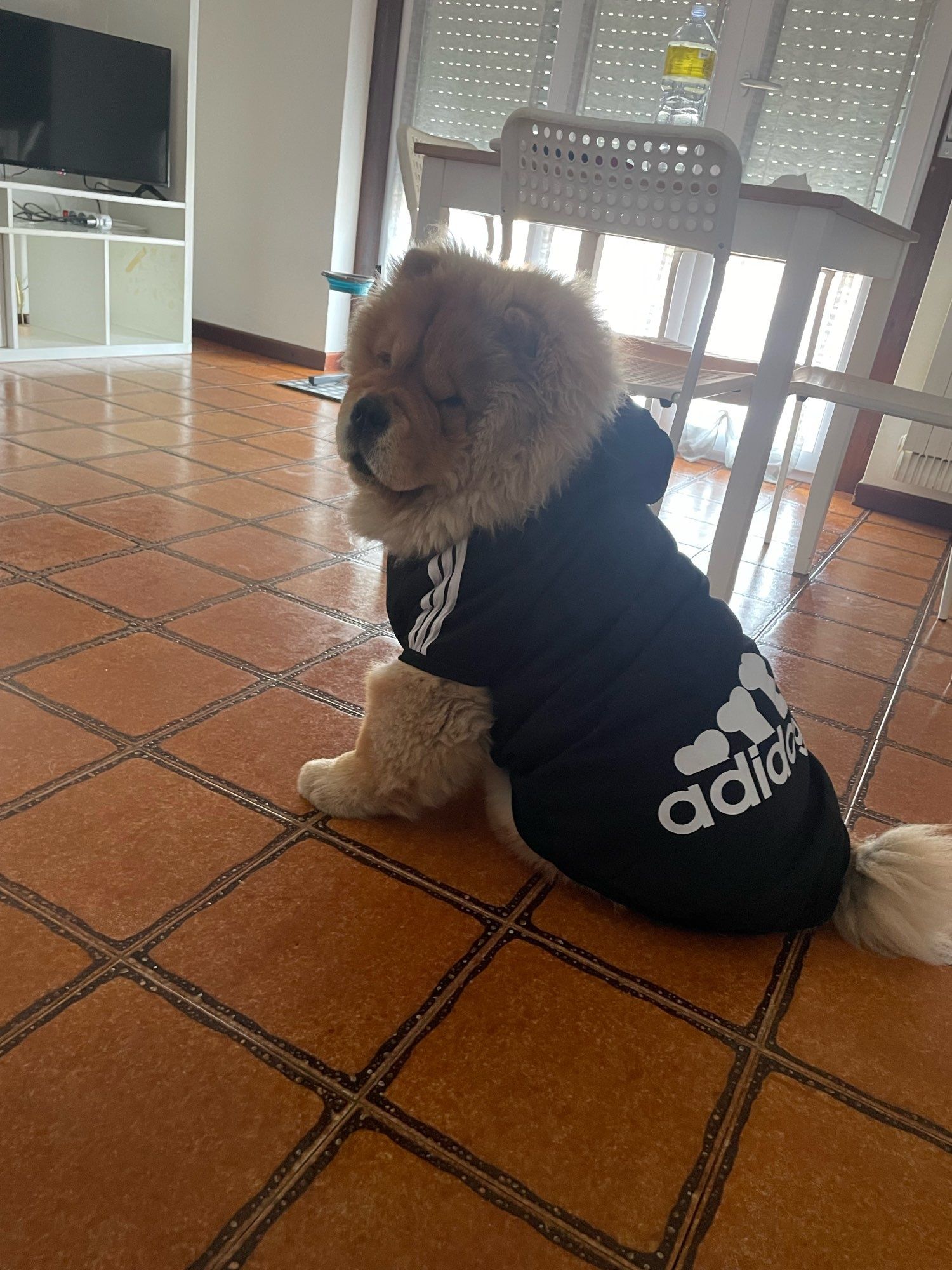 Roupa para cão "adidog" casaco - jaqueta - preto / vermelho