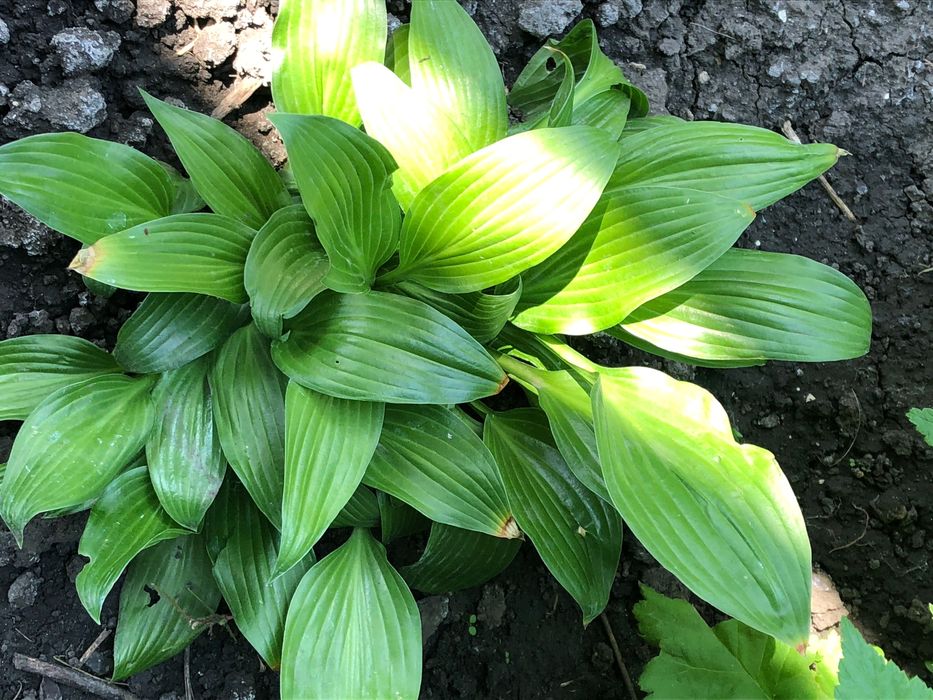 Хости, білі та фіолетові