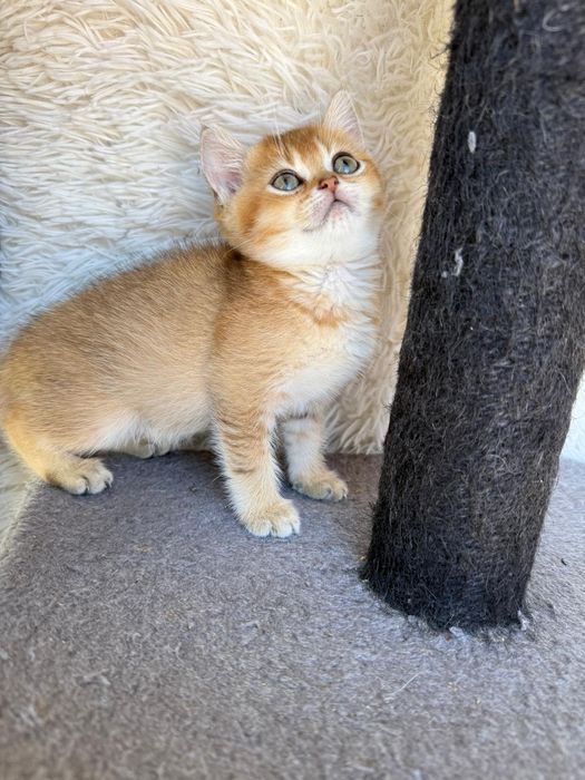 Femea british shorthair golden