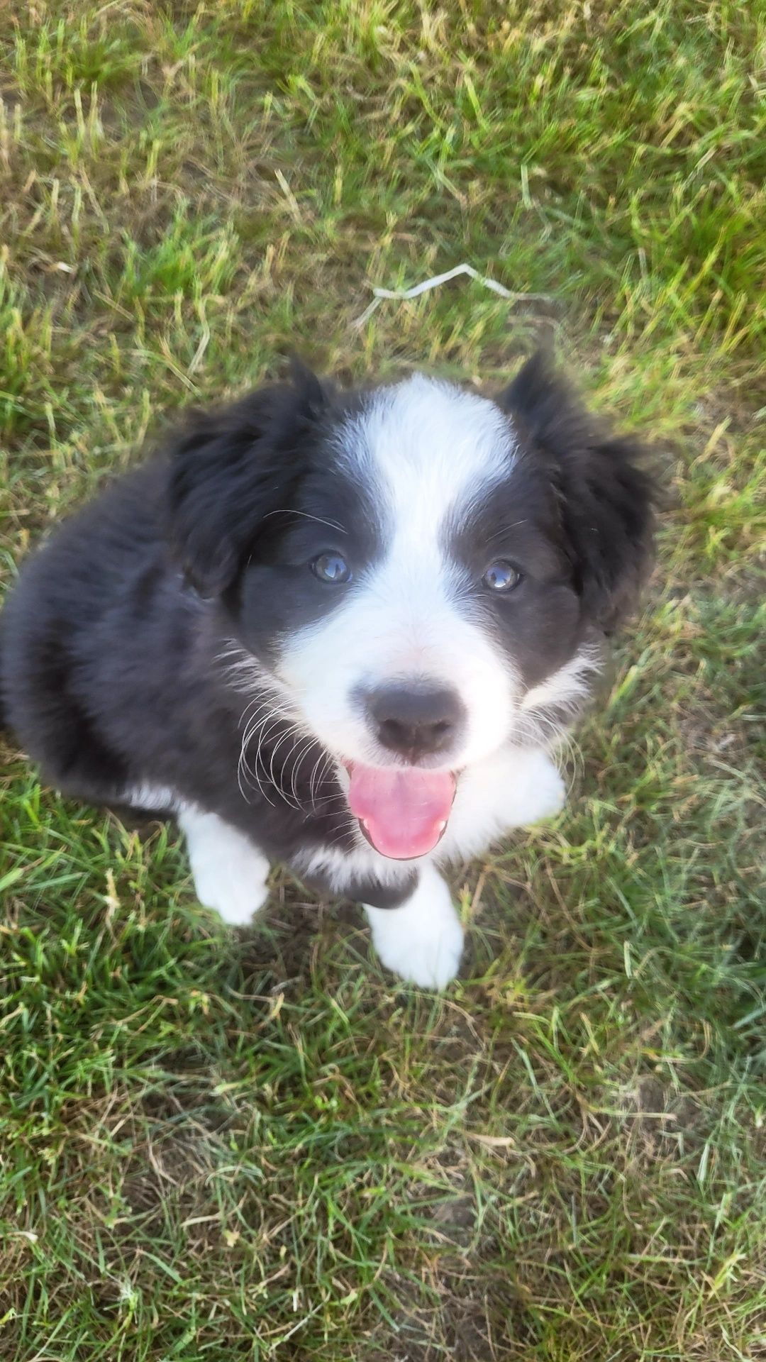 Sprzedam suczkę border collie