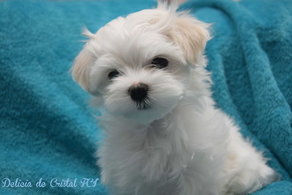 Maltańczyk szczeniaczek ZKWP