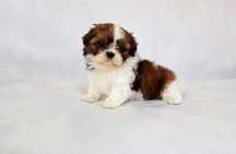 Shih tzu tricolor szczeniaczek z rodowodem