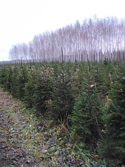 świerk pospolity formowany  , choinki świąteczne