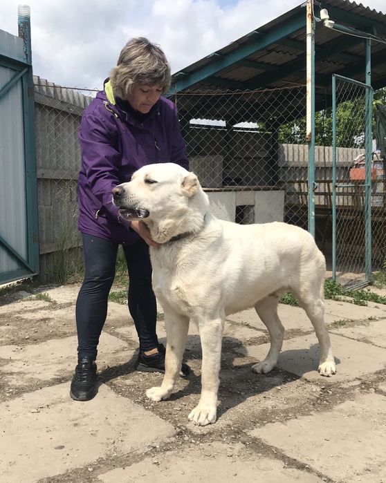 Среднеазиатская овчарка (САО) Алабай Вязка