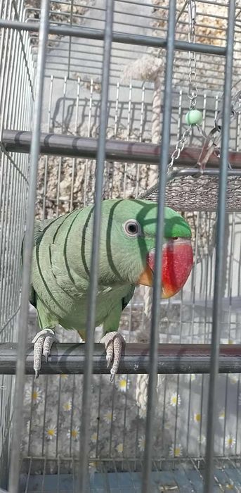 Papagaio com documentação