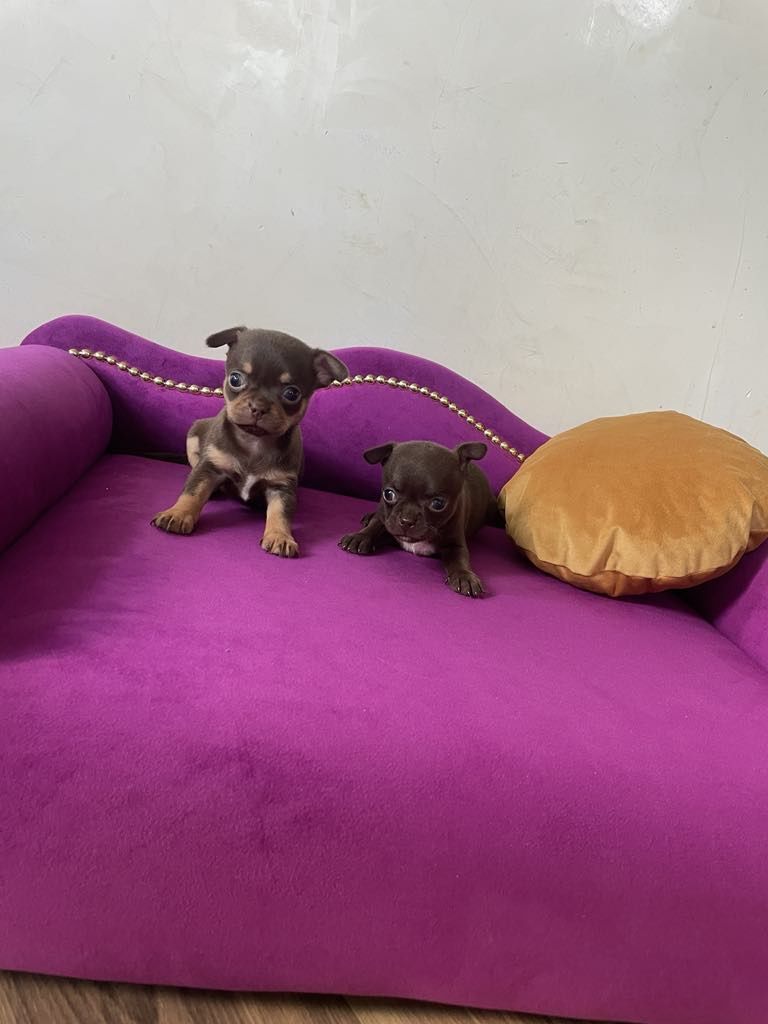 Chihuahua chłopczyk