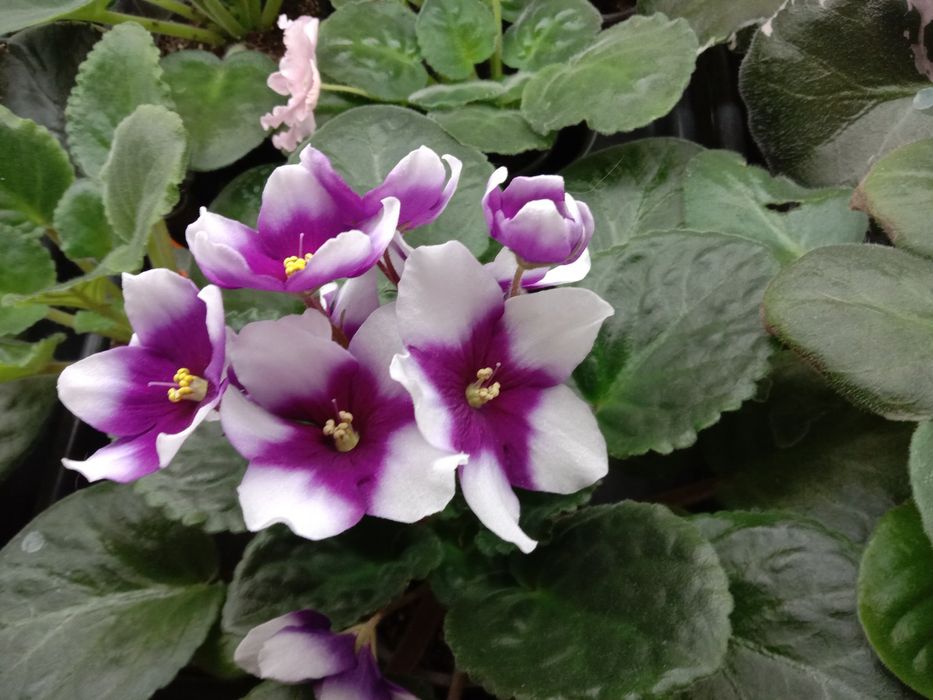 Фиалки разно цветущие