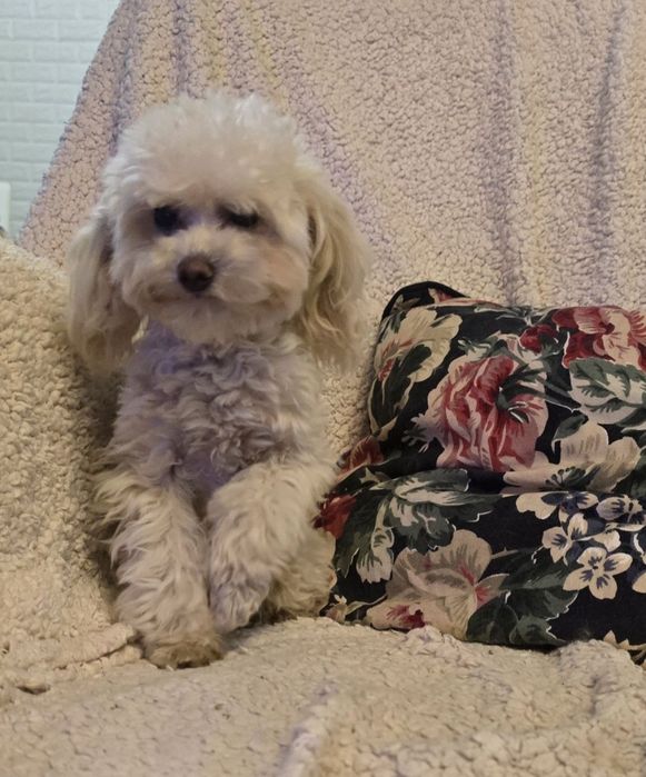 Pudel toy 8mcy suczka 1,5kg