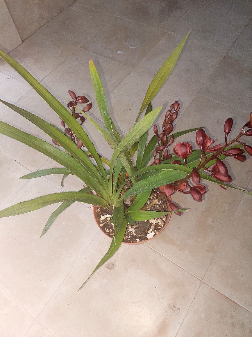 Mudas Orquídea CTT grátis