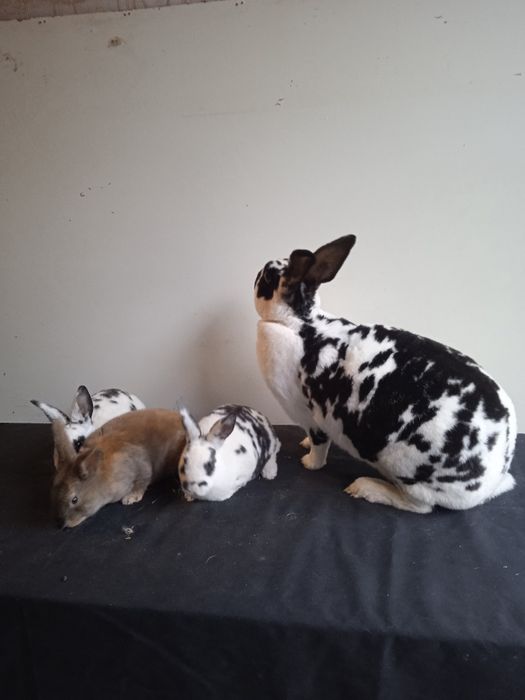 Kroli rex dalmatyński