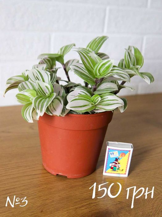 Традесканция Альбифлора Традесканція Альбіфлора Tradescantia albiflora