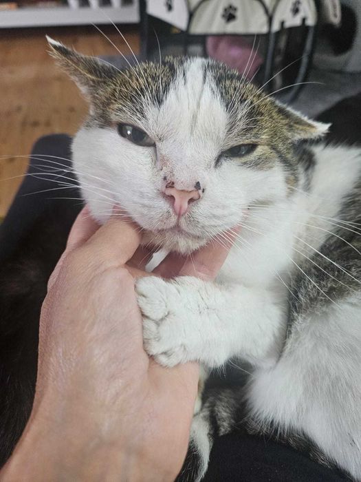 STAŚ to najukochańszy kot na świecie.  12 lat w schronisku