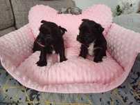 York czarny black yorkshire terrier suczka