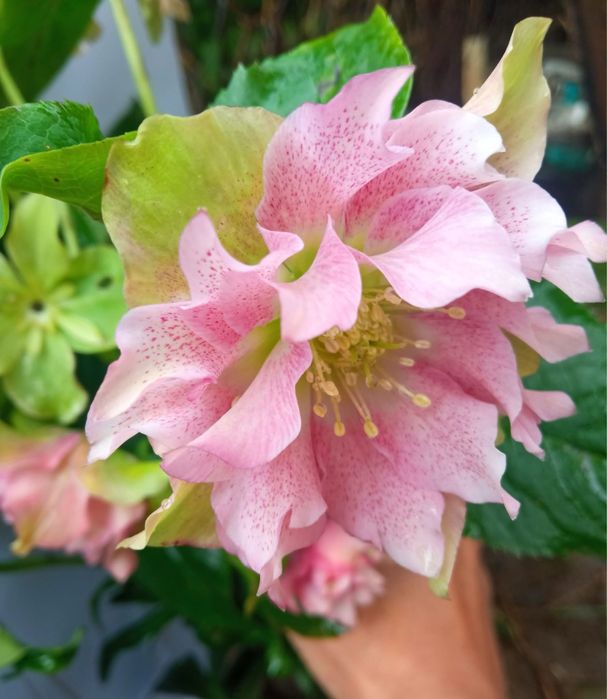 Морозник кущі , чемерник