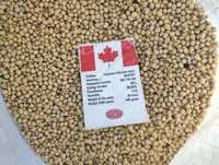 ‼️ Посівна соя Whitby Вітбі канадська високоврожайна рання під раундап