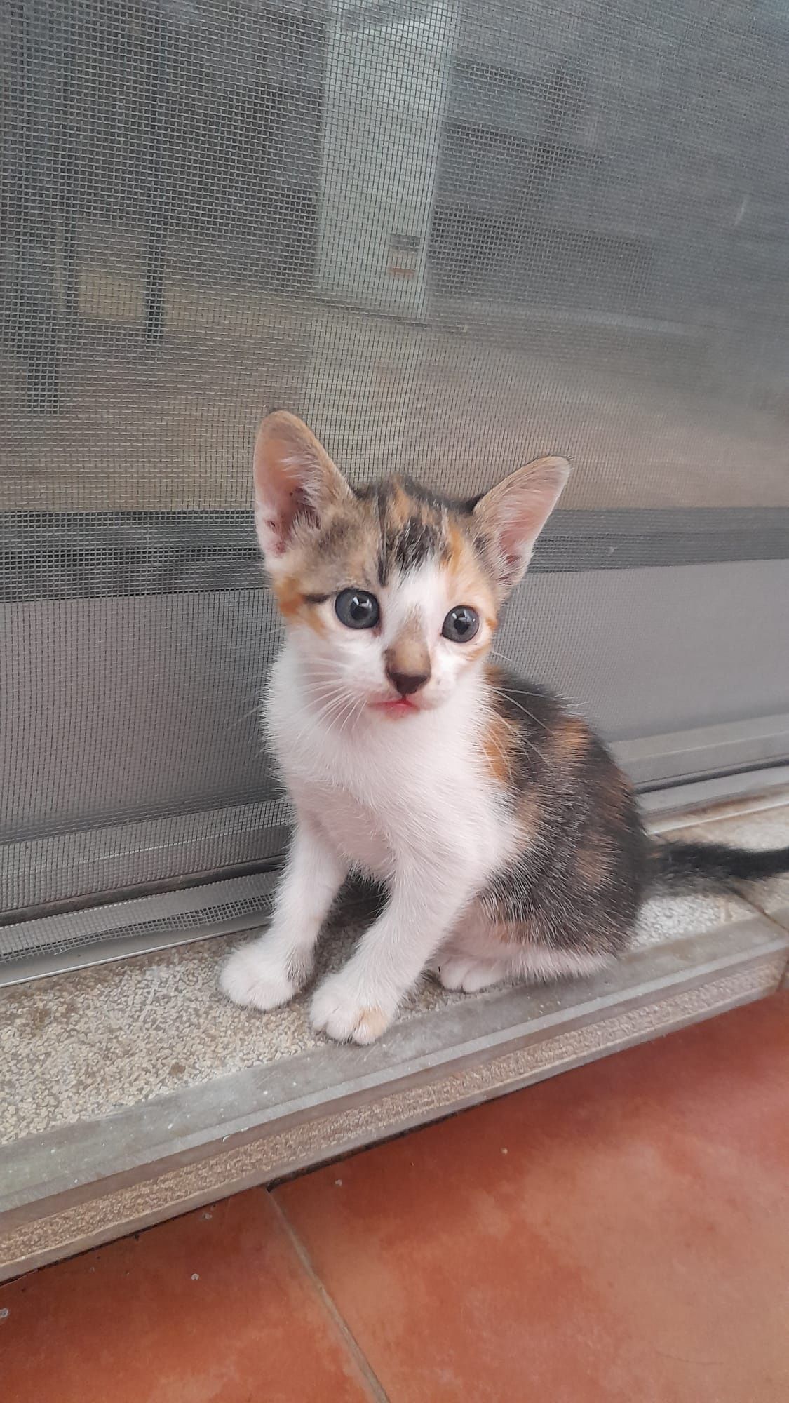 Gatinhas para adoção