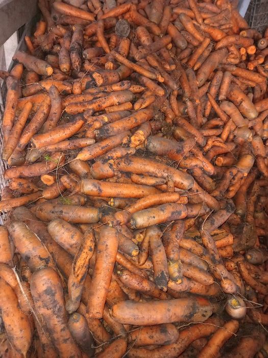 Морква некондиція