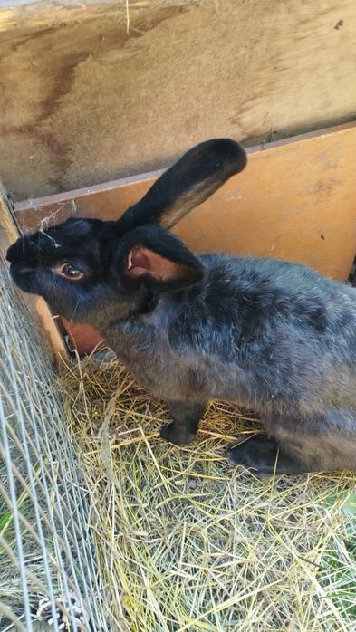 Кролі самці,самки в продажу. Дорослі. 5-6 місячні.