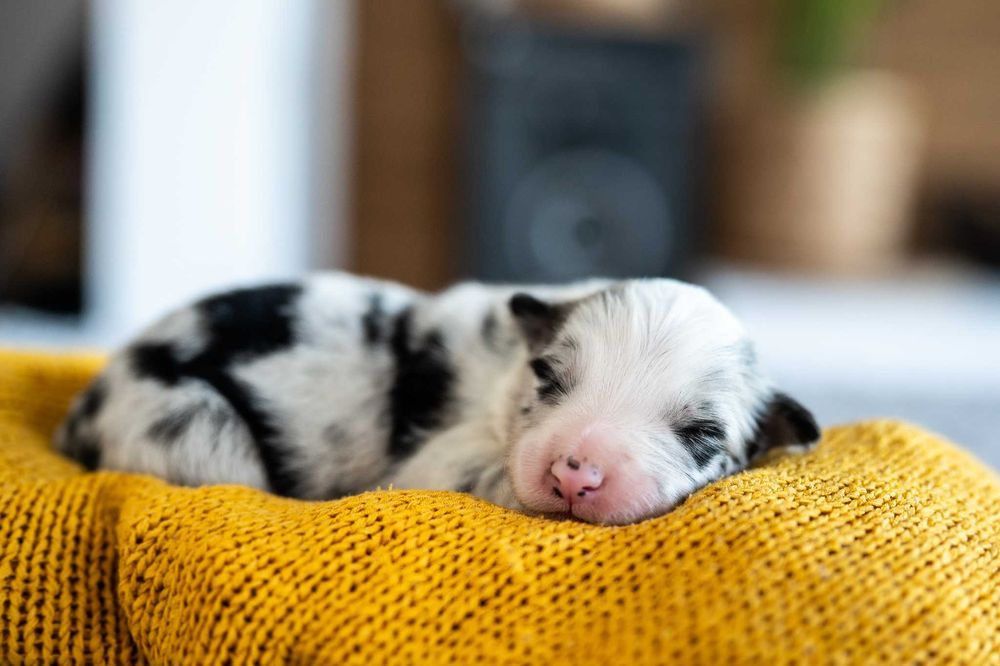 Border Collie blue merle suczka - badania genetyczne