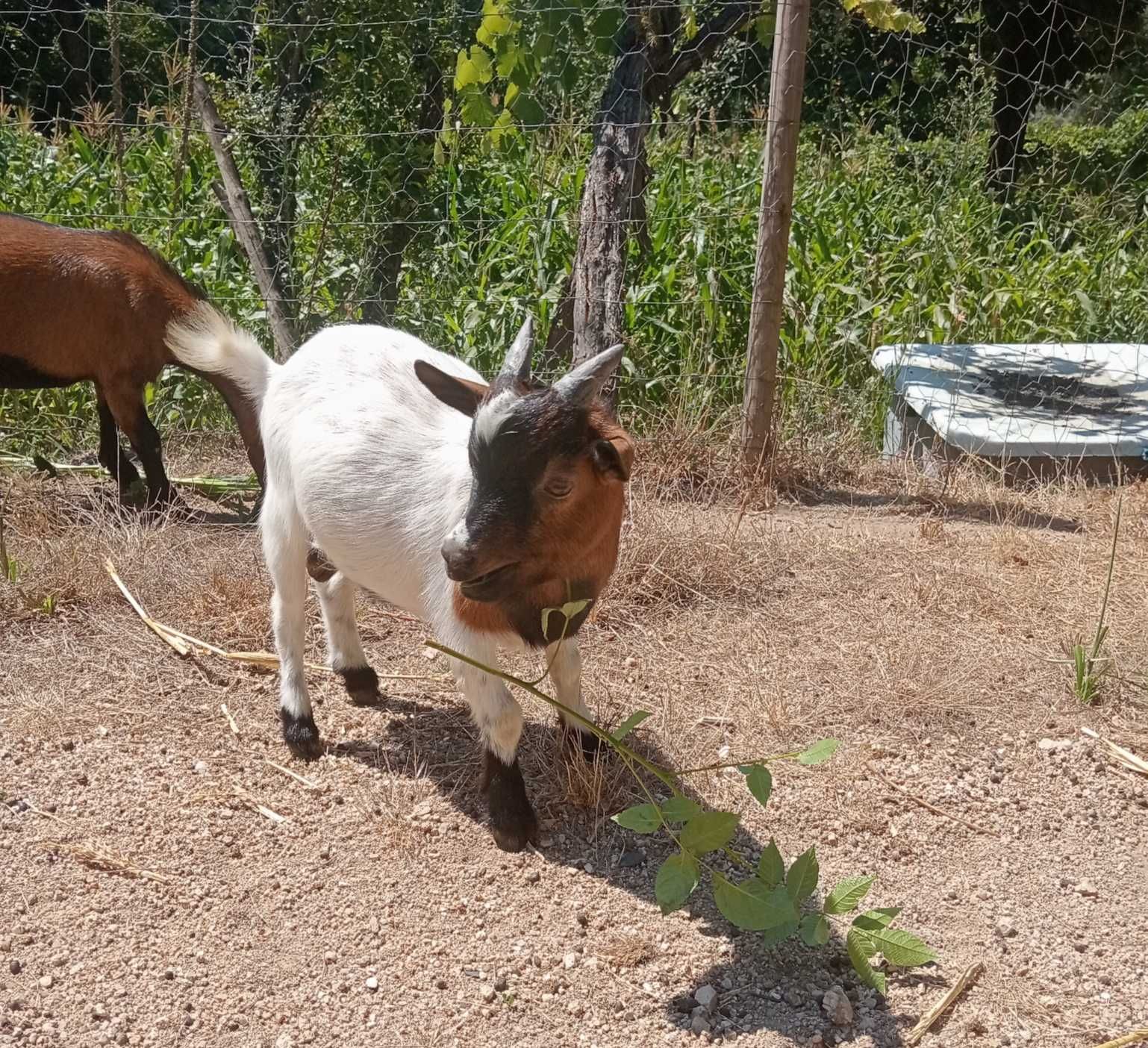 Casal de Cabras anas desparasitadas