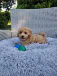 Piękny Piesek Maltipoo