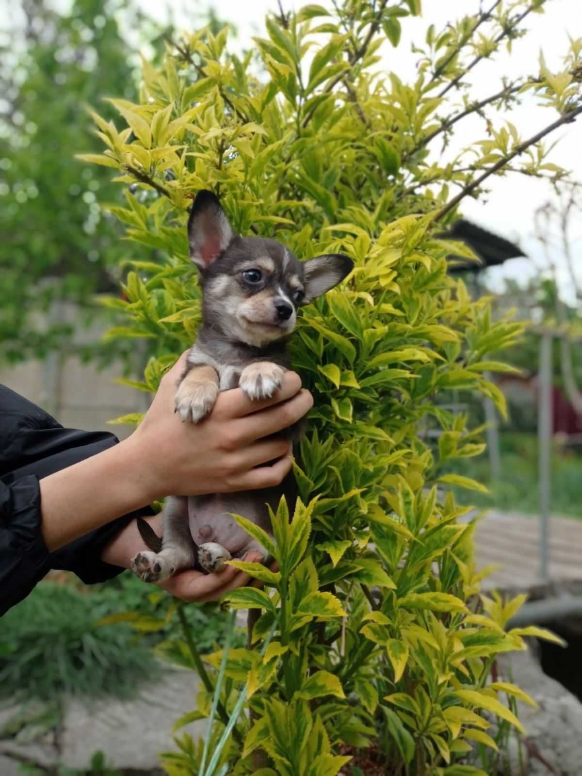 Хлопчики чихуахуа.