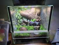 Terrarium Gekony Płaczący Jajka Aranżacja Gotowe 30x30x30
