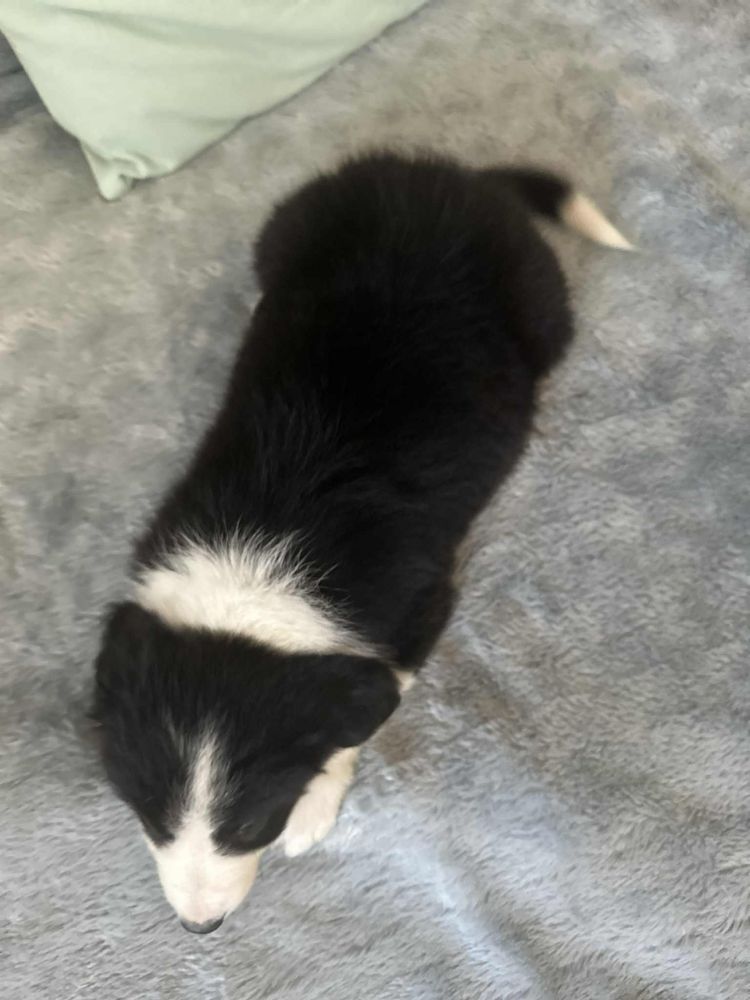 Pies rasy Border Collie