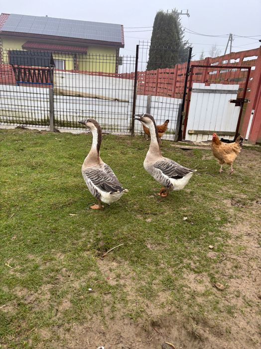 Gęsi tegoroczne - sprzedam