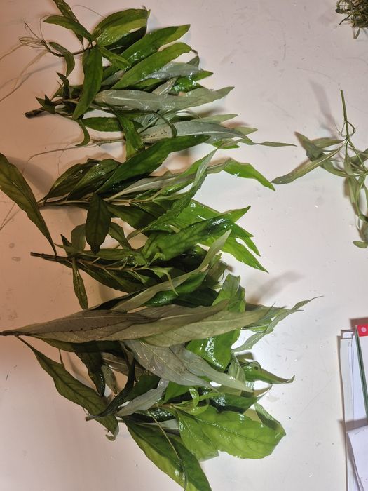 Rośliny akwariowe Hygrophilia Angustifolia