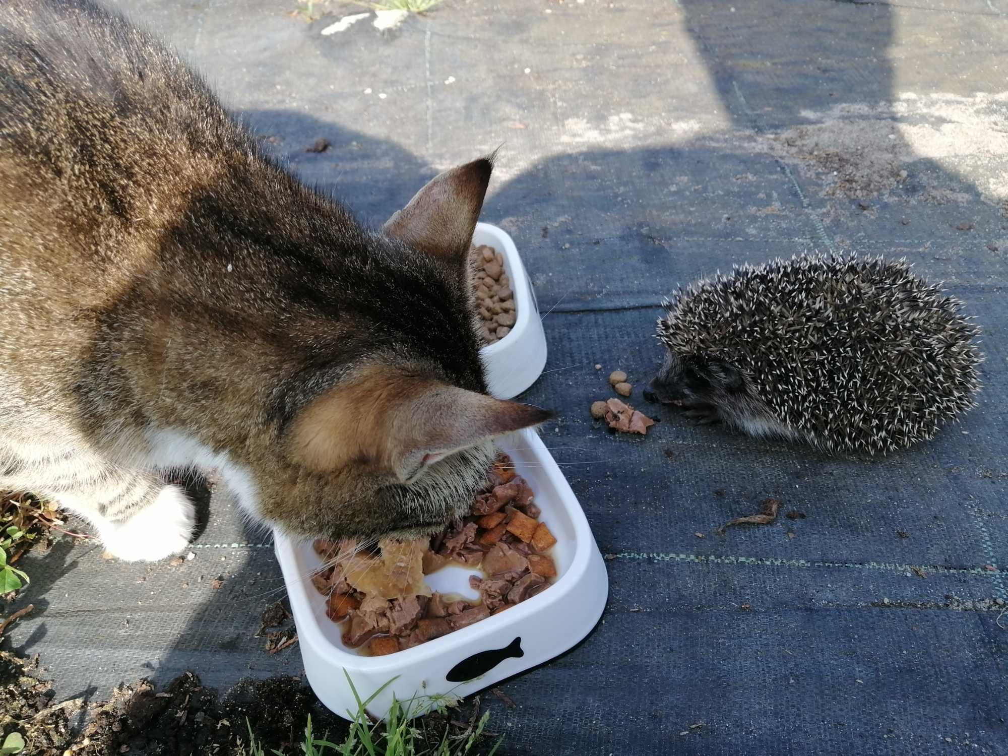 tuje szmaragd tuja ok. Piaseczna