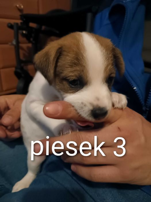 Pieski za darmo do oddania