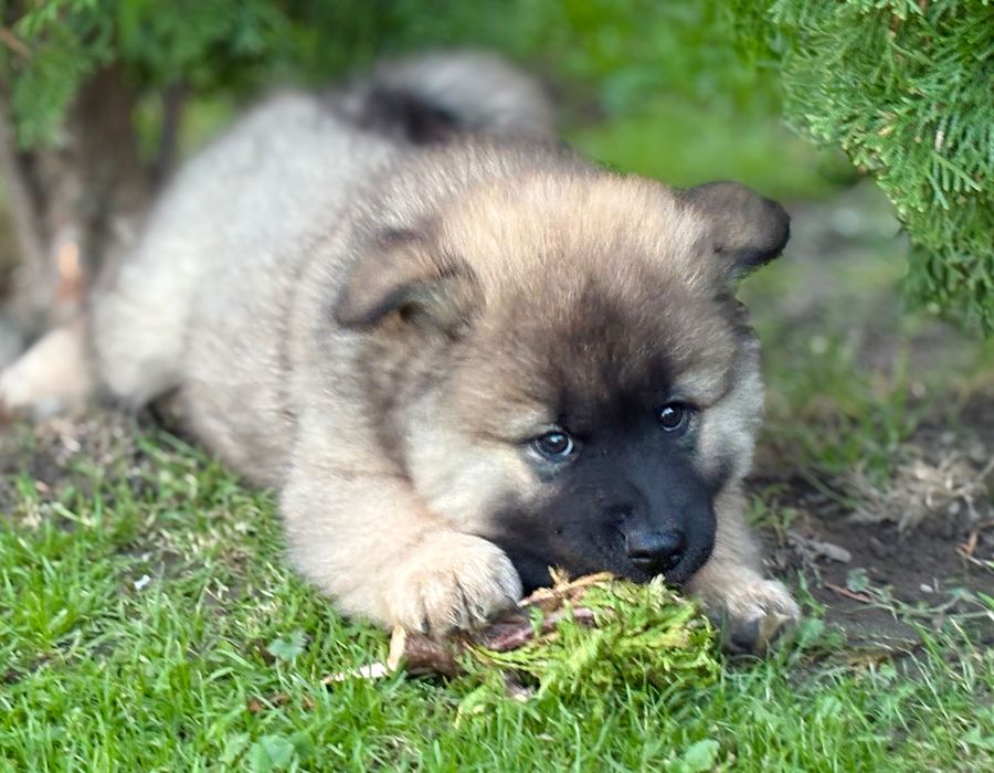 Eurasier szczeniak