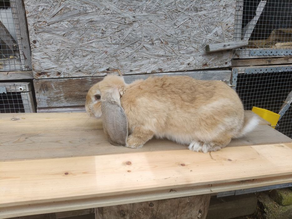 Baran francuski szynszylowym