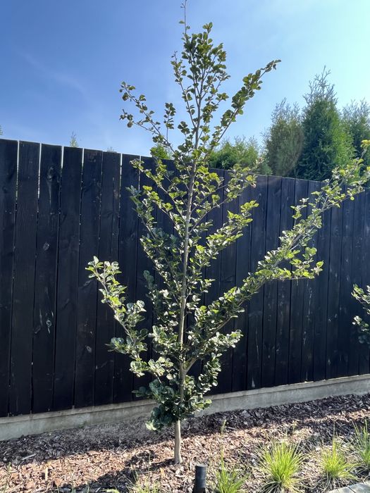 Drzewo BUK Rotundifolia 3-4 metrow