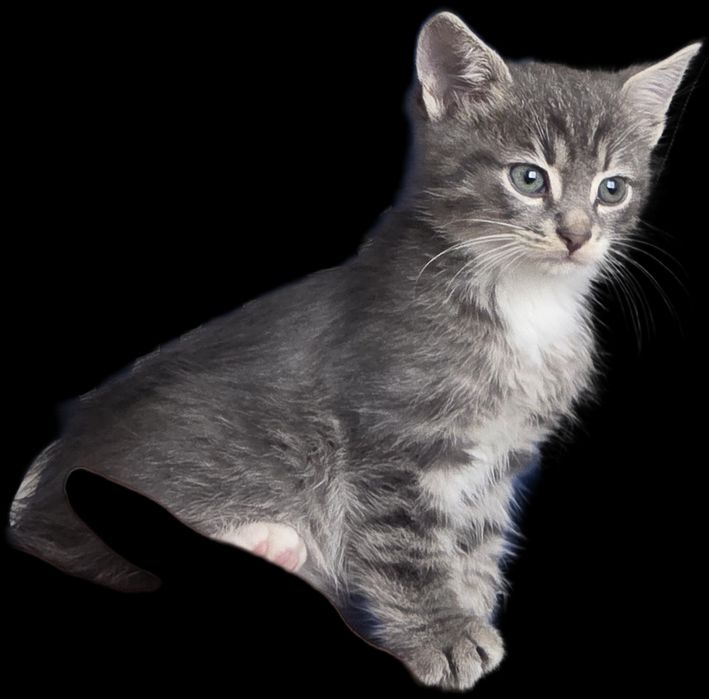 Гарненьке сіре кошенятко