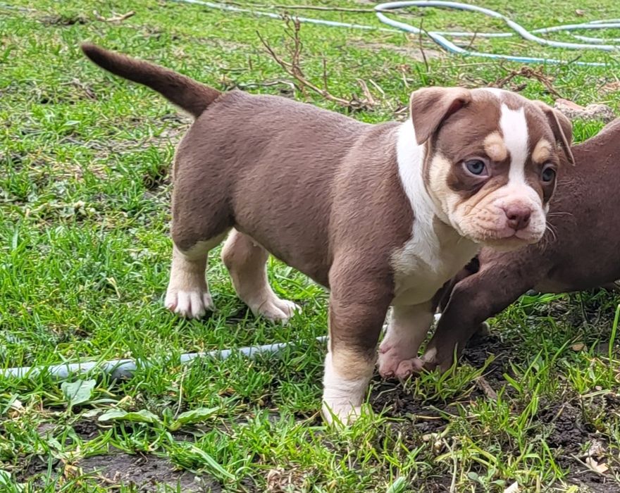 American bully  pocket
