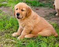 Chłopczyk linii Amerykański Golden Retriever