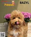 Cockapoo, śliczny chłopiec Bazyl