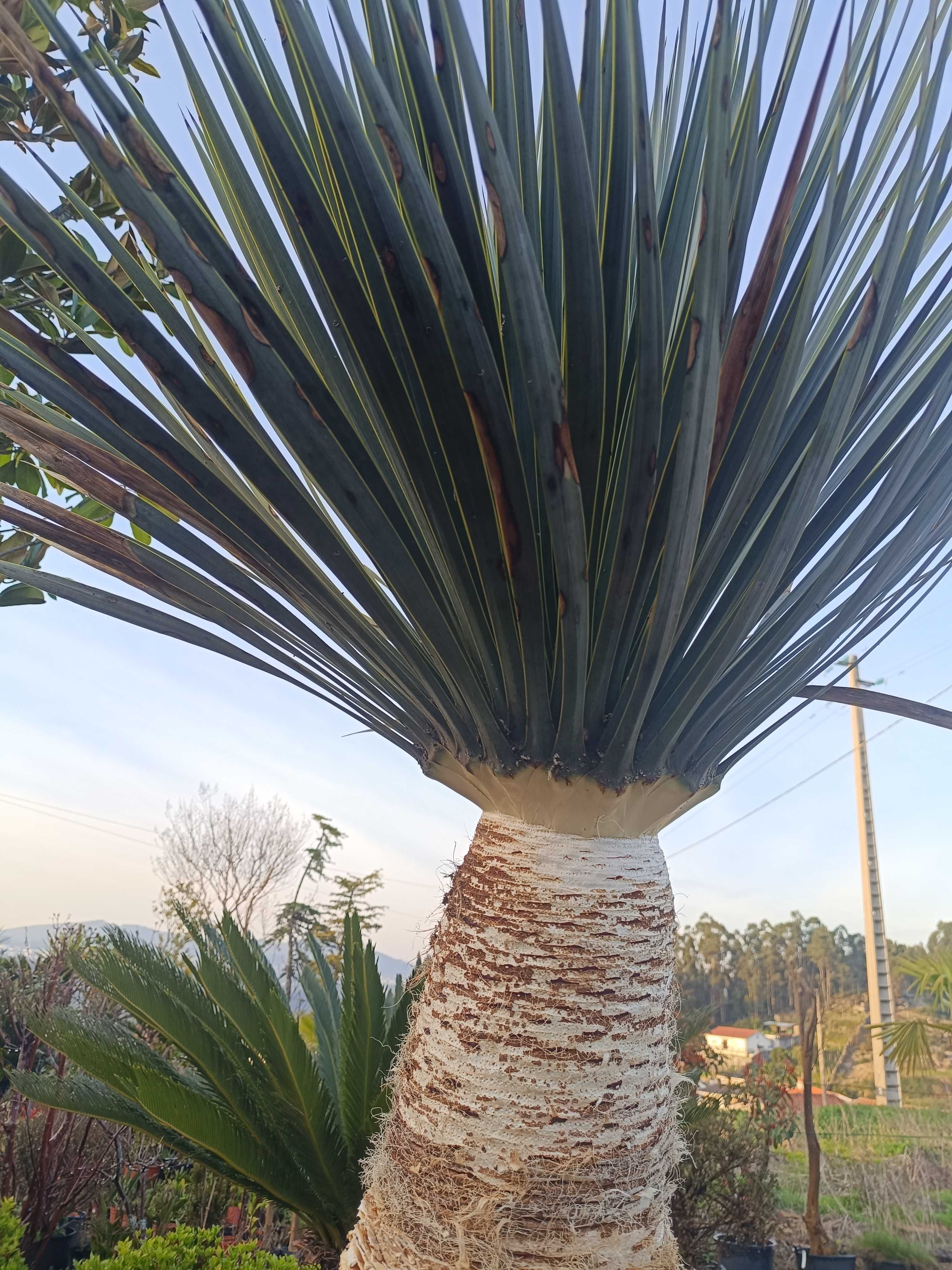 Yucca rostrata para jardim