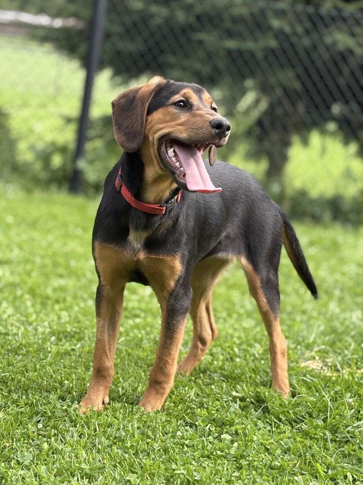 Wanda i Banda, czyli dwupak do adopcji