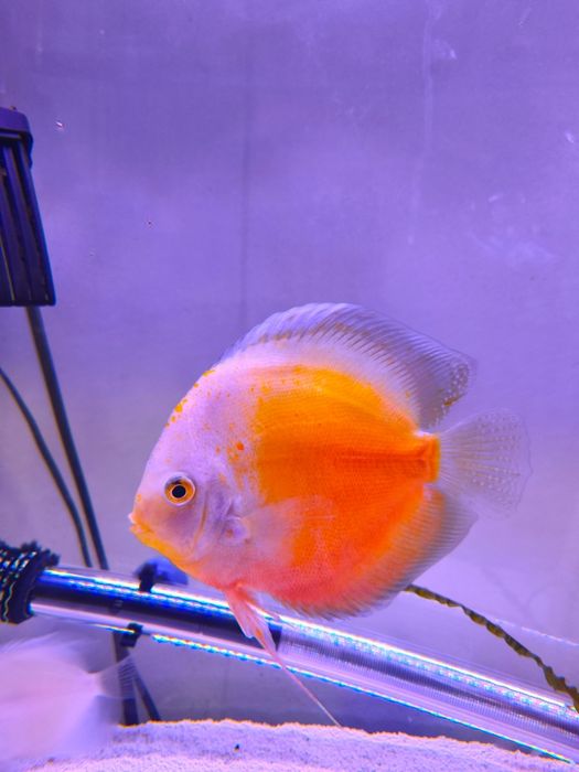 Discus cerca de 10 a 11 cm