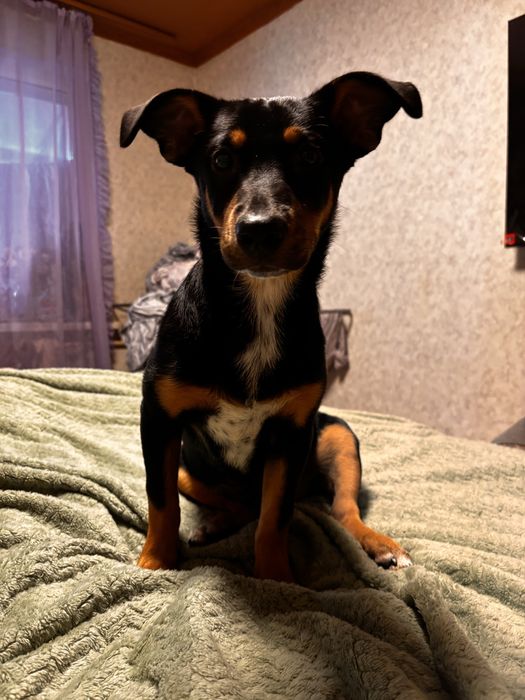 Отдадим собачку в хорошие руки