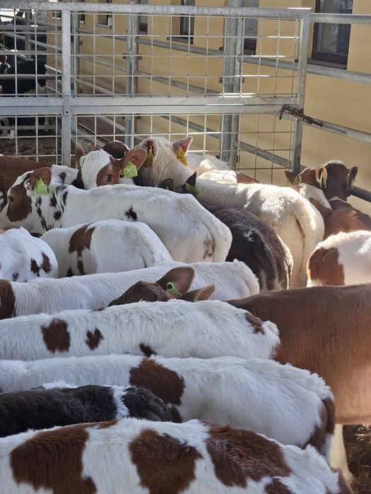 Cielęta mięsne i krzyżówki ras mięsne