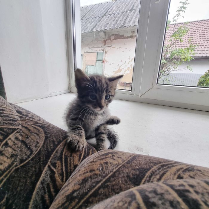 Віддам кошенят в добрі руки!