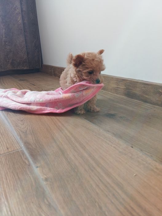 Maltipoo - suczka