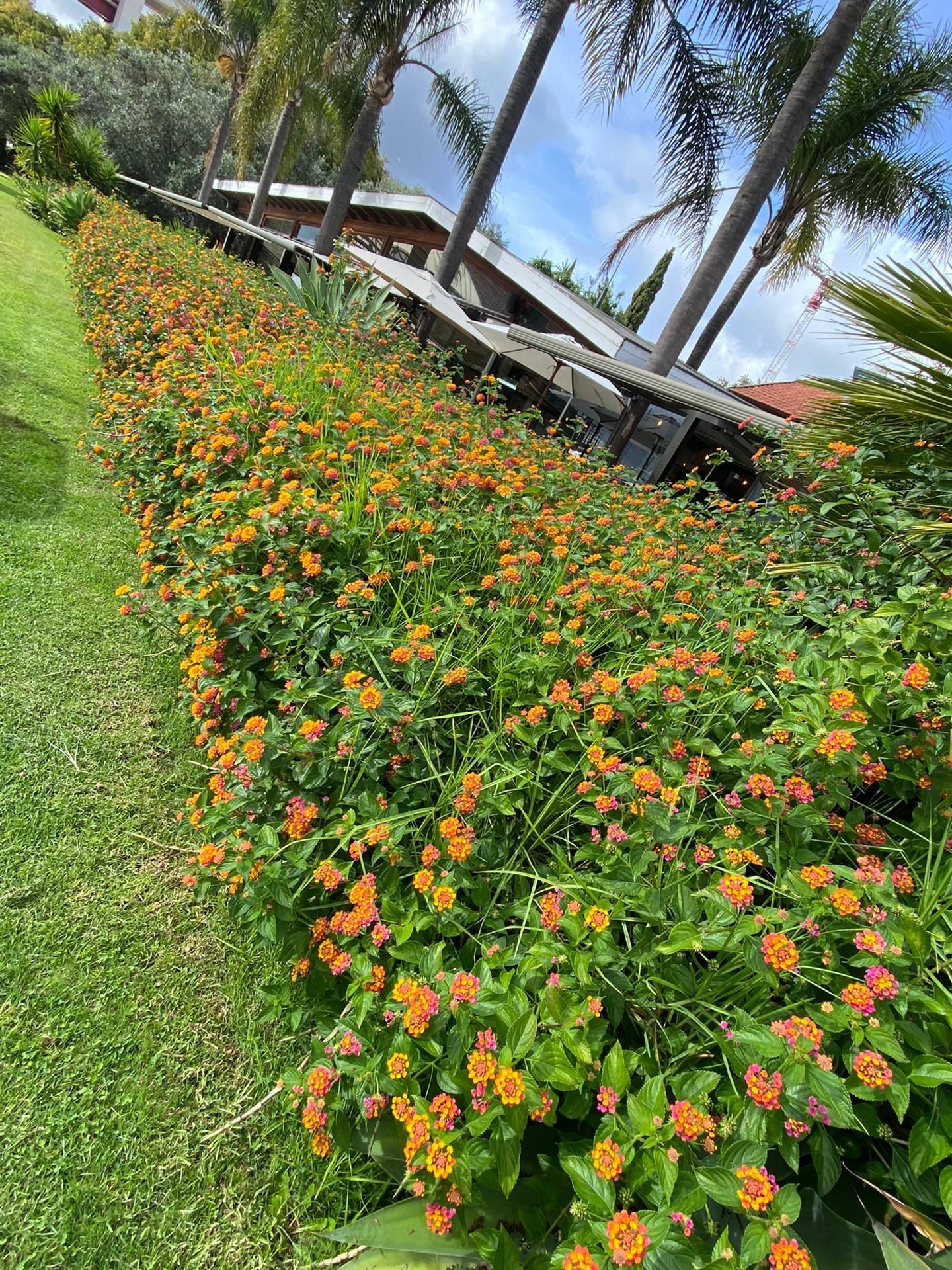 Construção e manutenção de jardim e limpeza de terenos e quarta árvore