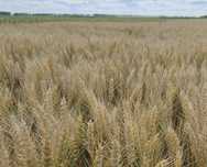 Продам насіння озимої пшениці KWS (КВС) стромболі 1 репродукція