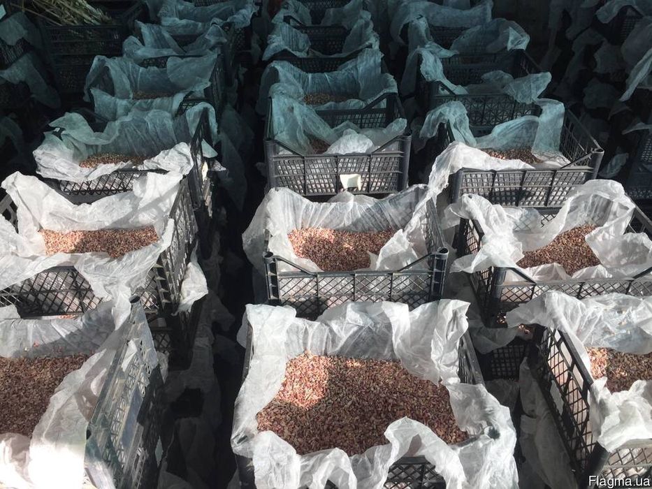 Однозубка часник